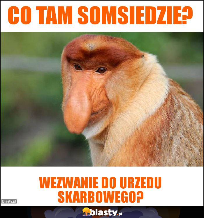 CO TAM SOMSIEDZIE?