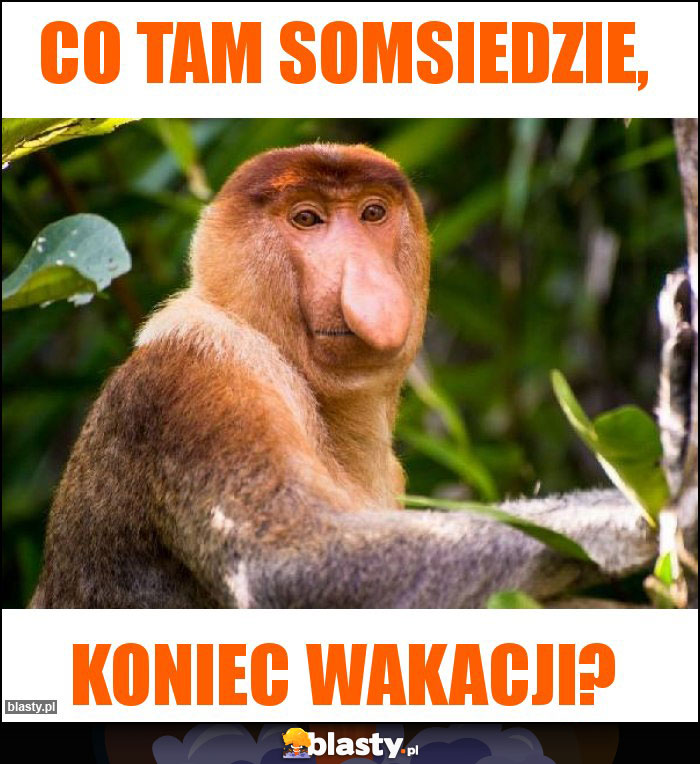 Co tam somsiedzie,