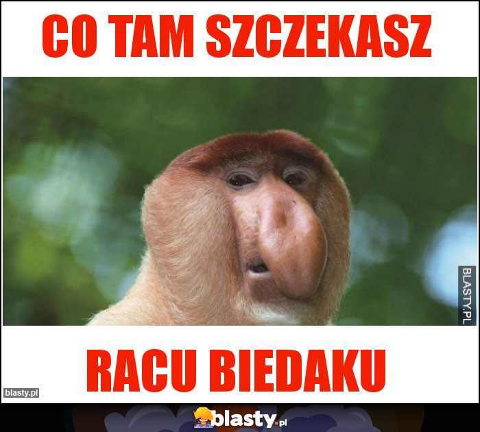 Co tam szczekasz