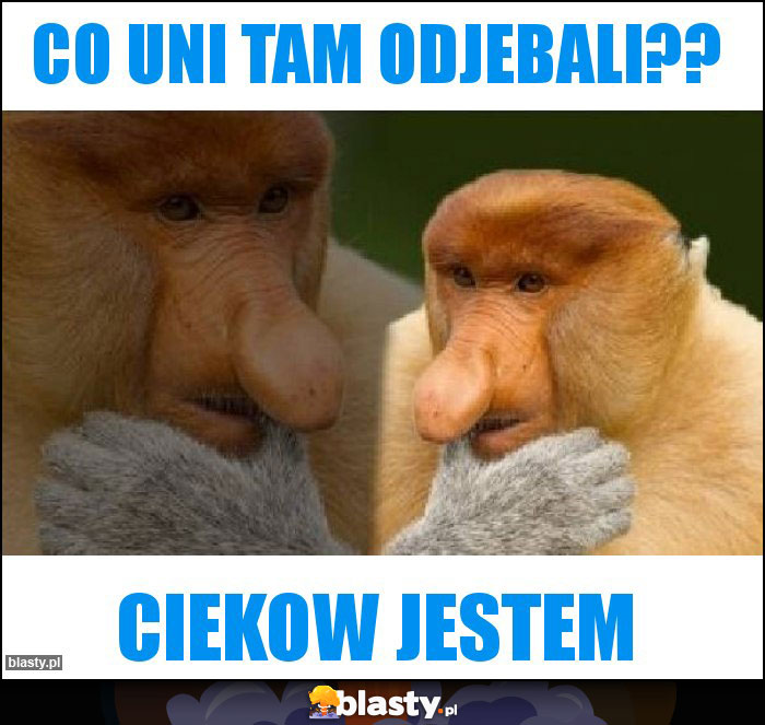 Co uni tam odjebali??