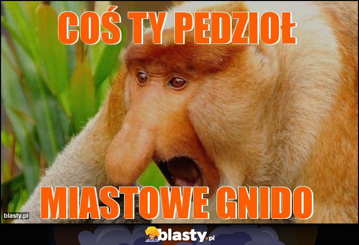 Coś ty pedzioł