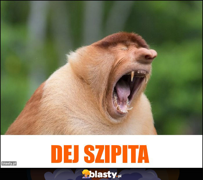 Dej szipita