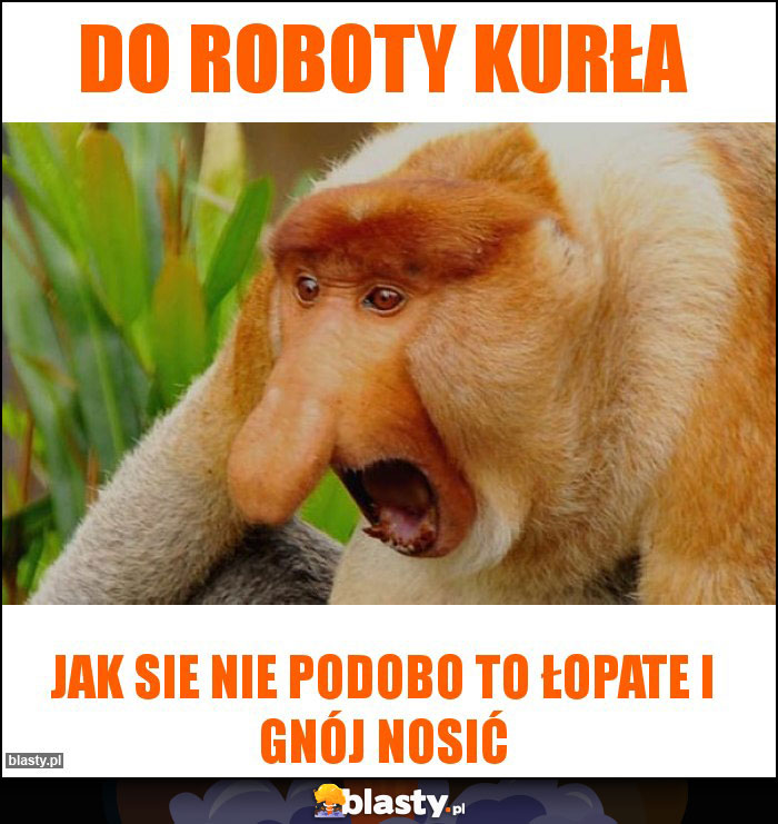 do roboty kurła