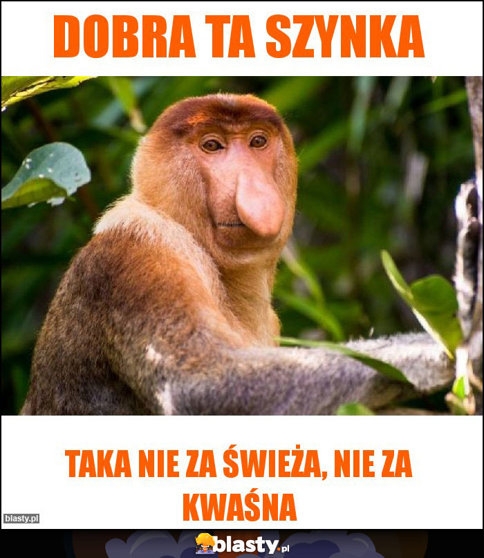 DOBRA TA SZYNKA