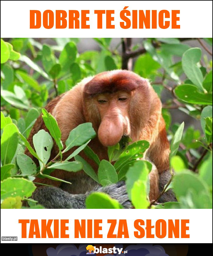dobre te śinice