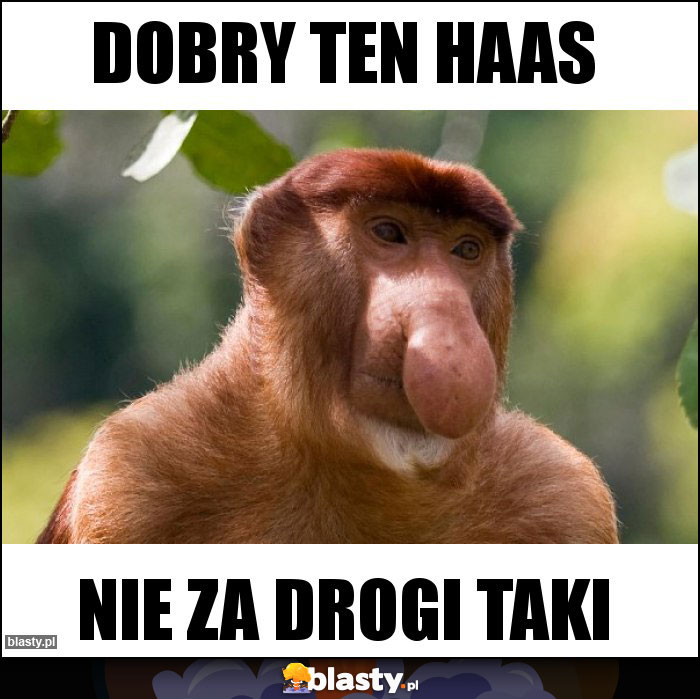 dobry ten haas