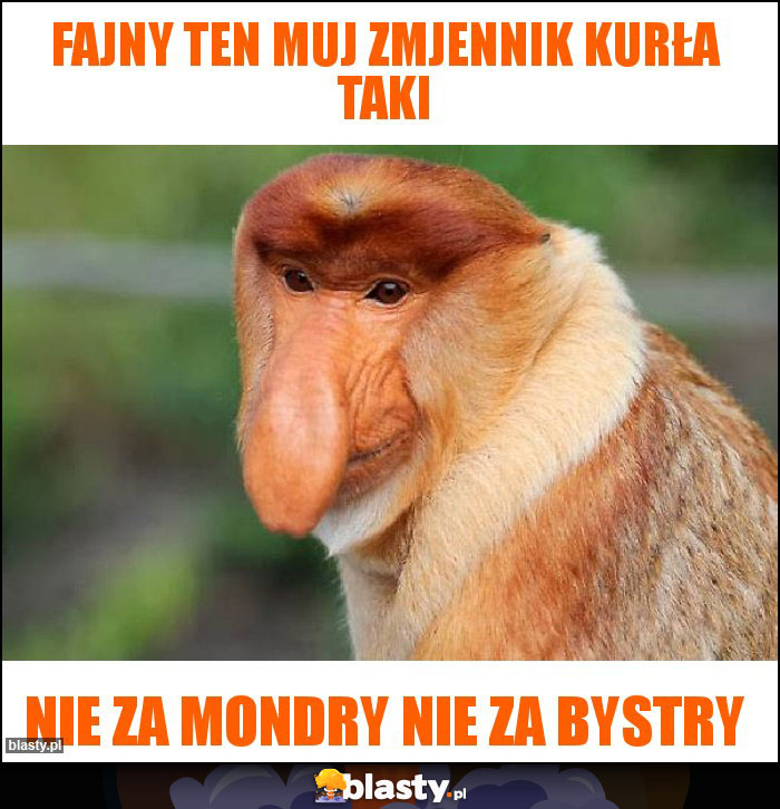 fajny ten muj zmjennik kurła taki