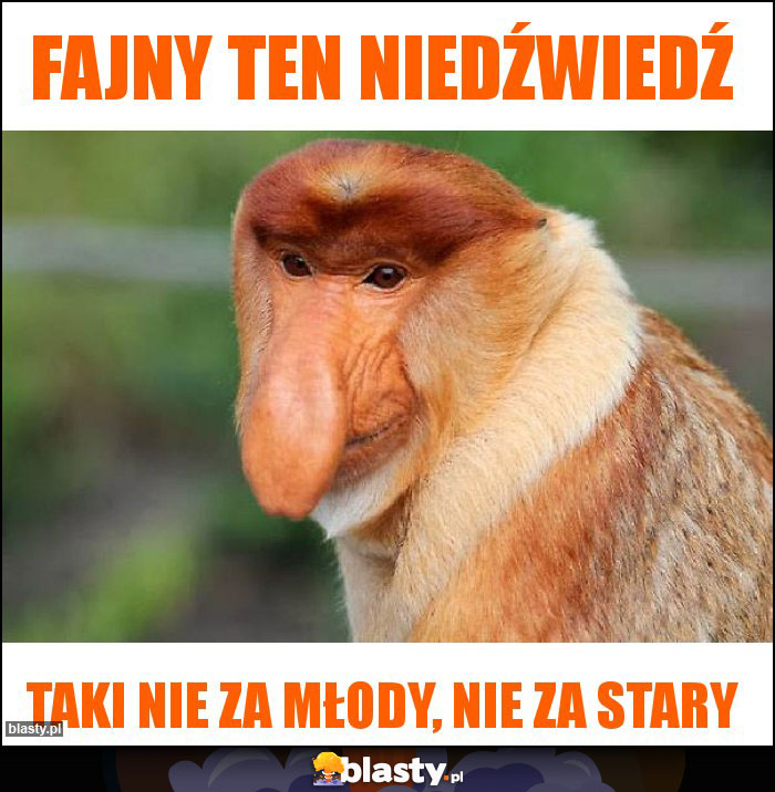 Fajny ten niedźwiedź