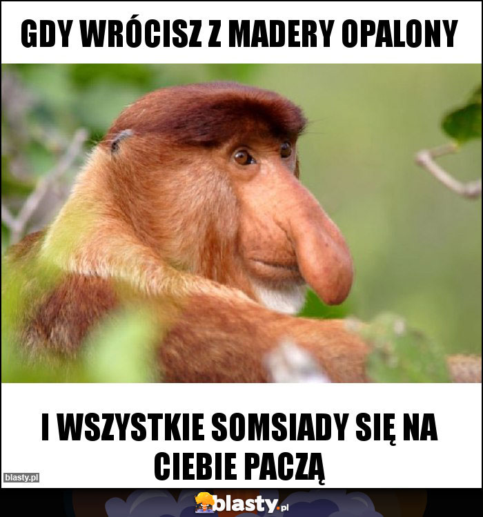 Gdy wrócisz z madery opalony