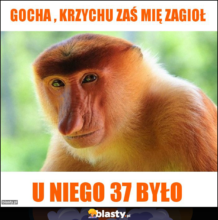 Gocha , krzychu zaś mię zagioł