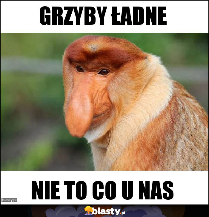 Grzyby ładne