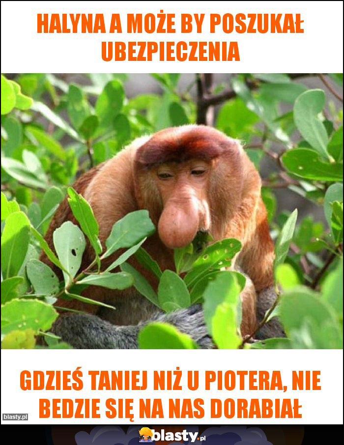 Halyna a może by poszukał ubezpieczenia