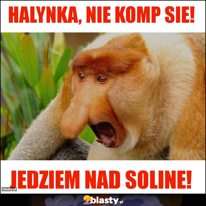 HALYNKA, NIE KOMP SIE!