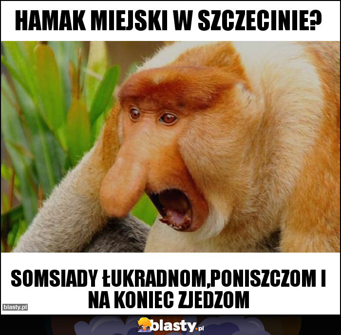 hamak miejski w Szczecinie?