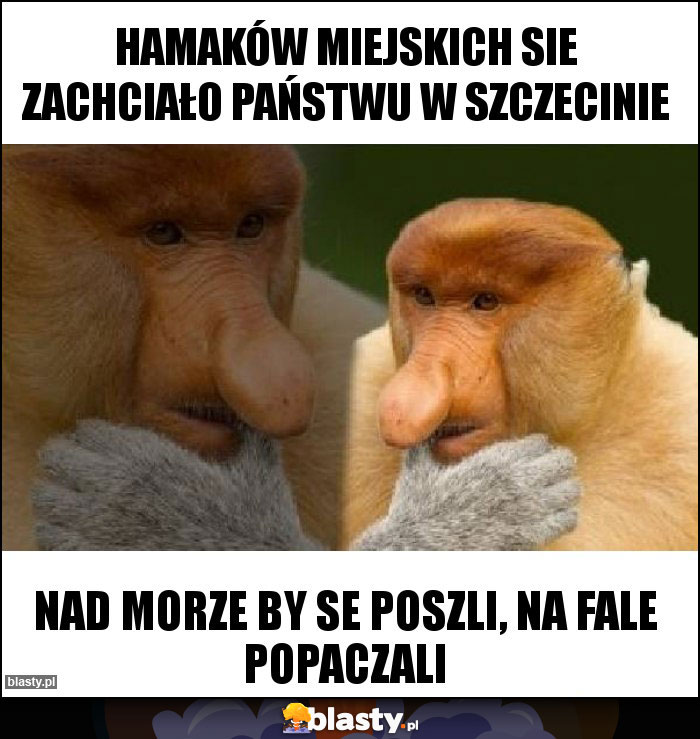 hamaków miejskich sie zachciało Państwu w Szczecinie