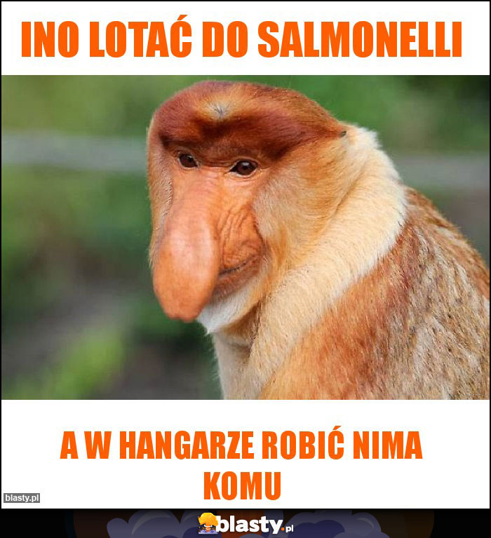 Ino lotać do salmonelli