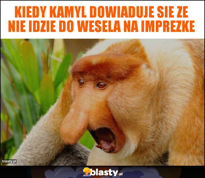 KIedy kamyl dowiaduje sie ze nie idzie do wesela na imprezke