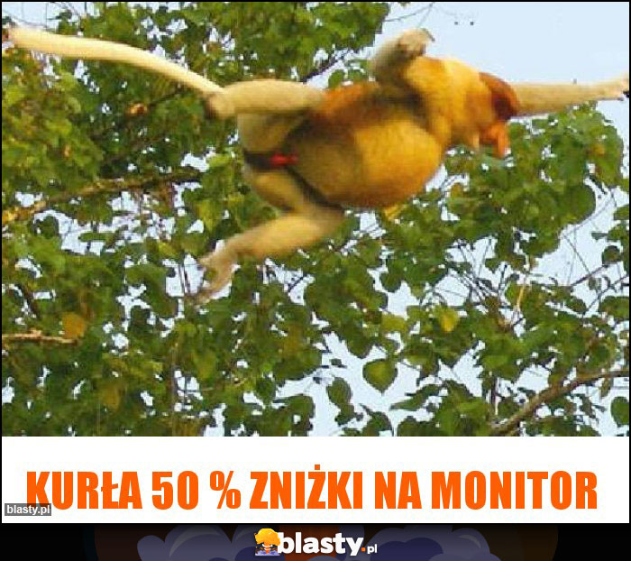 Kurła 50 % zniżki na monitor