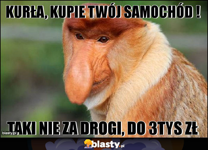 Kurła, KUPIE twój samochód !