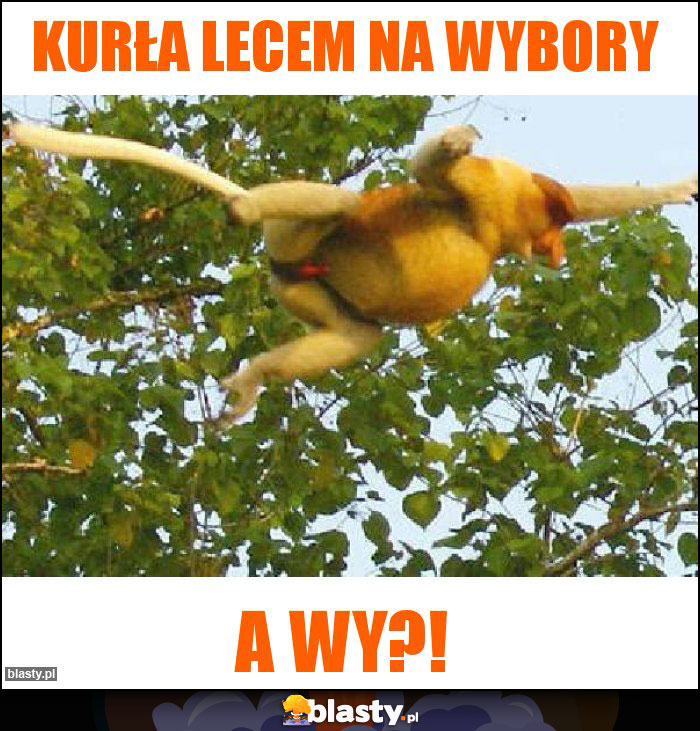 kurła lecem na wybory