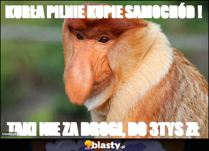 Kurła pilnie KUPIE samochód !