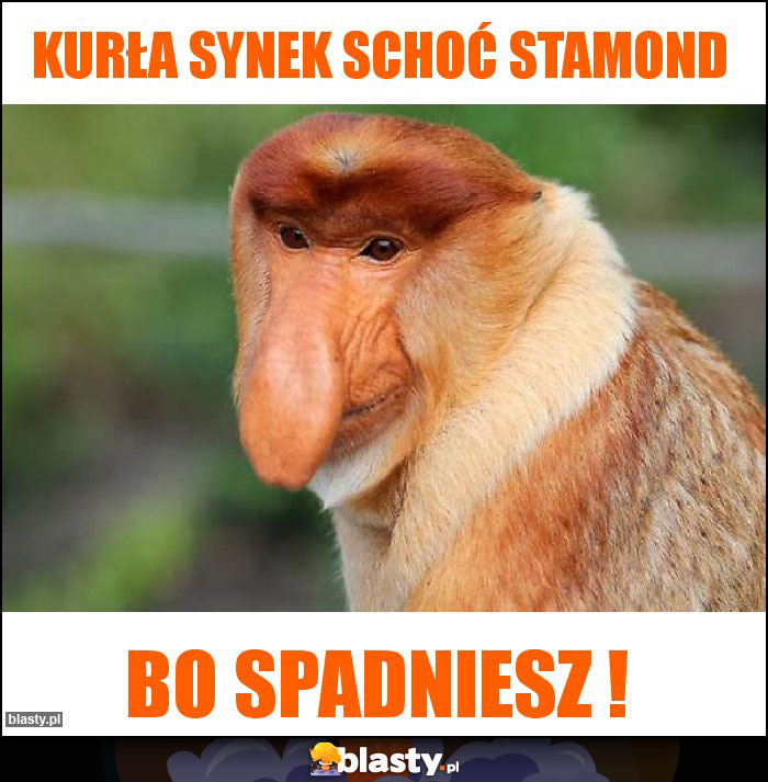 kurła synek schoć stamond