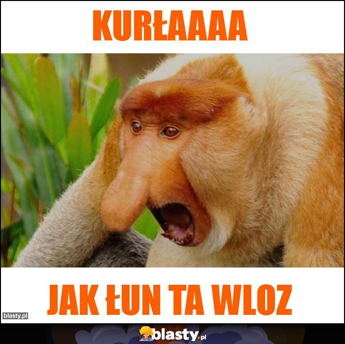 Kurłaaaa