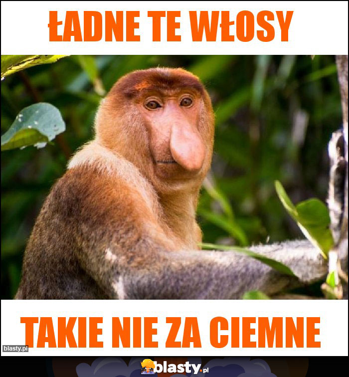 Ładne te włosy