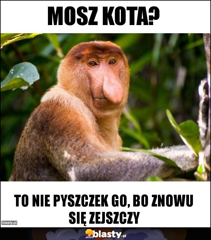 Mosz kota?