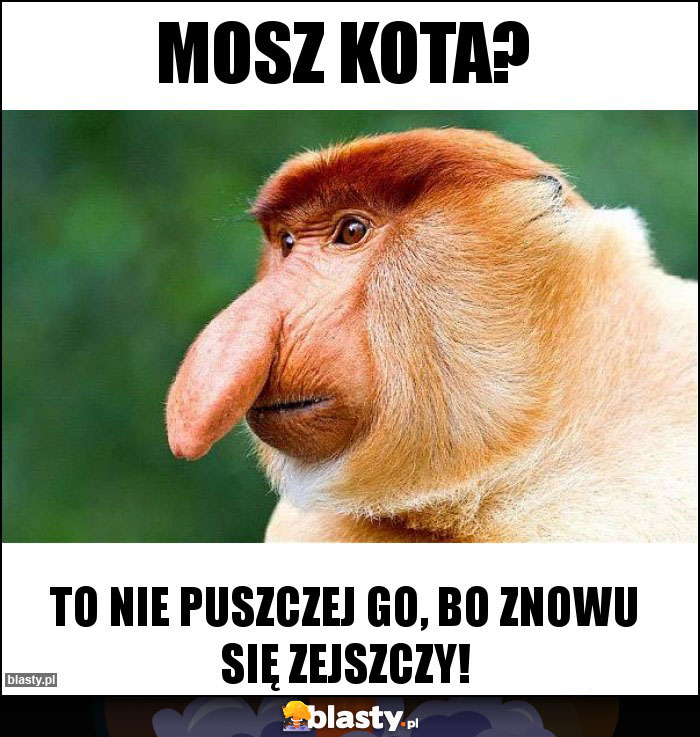 Mosz kota?