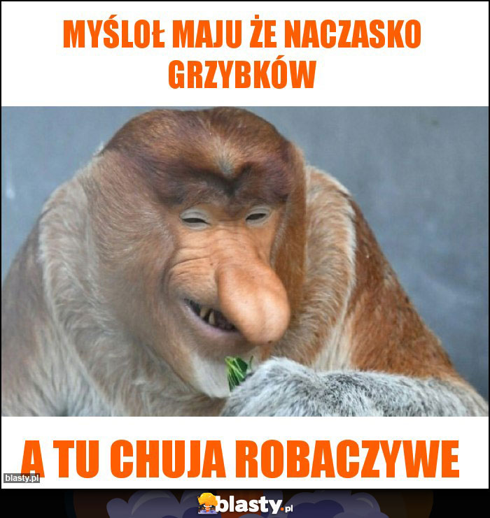 Myśloł maju że naczasko grzybków