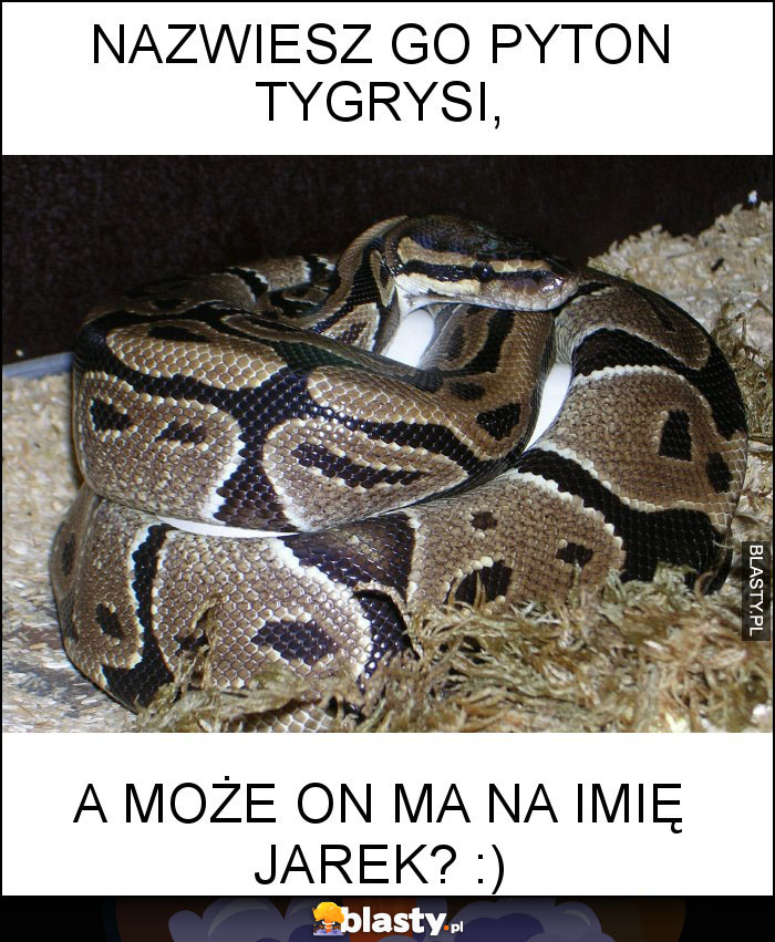 NAZWIESZ GO PYTON TYGRYSI,