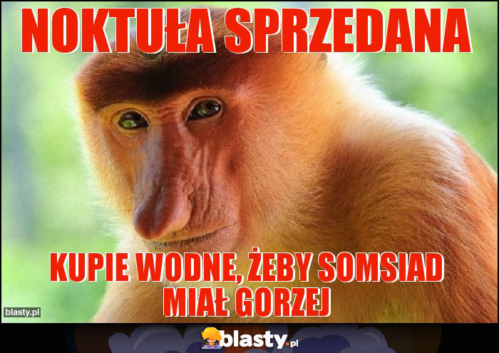 NOKTUŁA SPRZEDANA