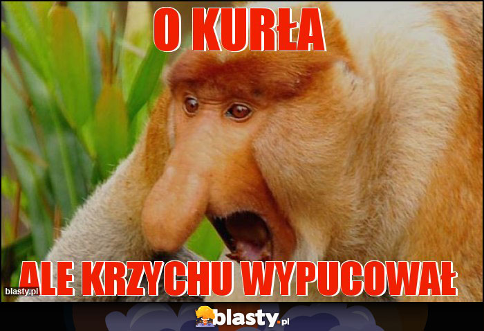 O kurła