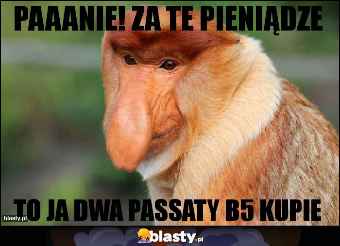 Paaanie! Za te pieniądze