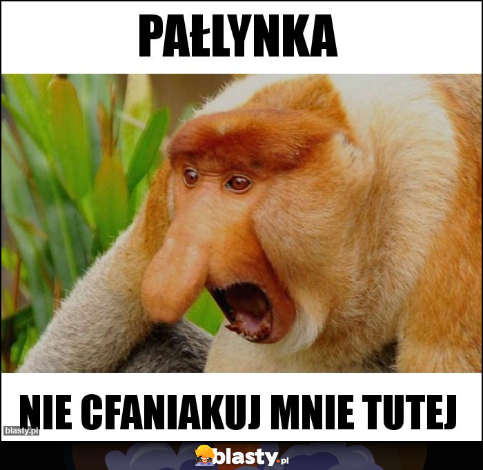 Pałlynka