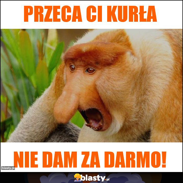 PRZECA CI KURŁA