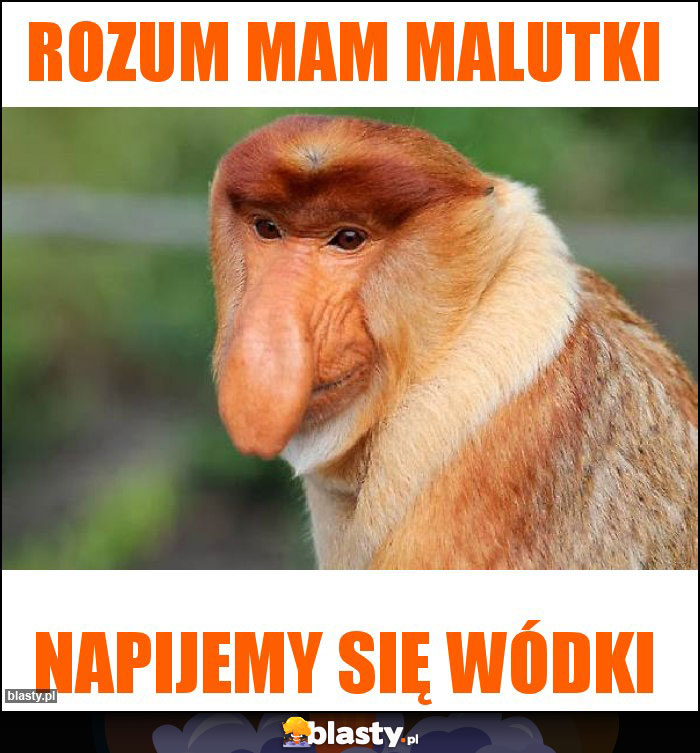 Rozum mam malutki