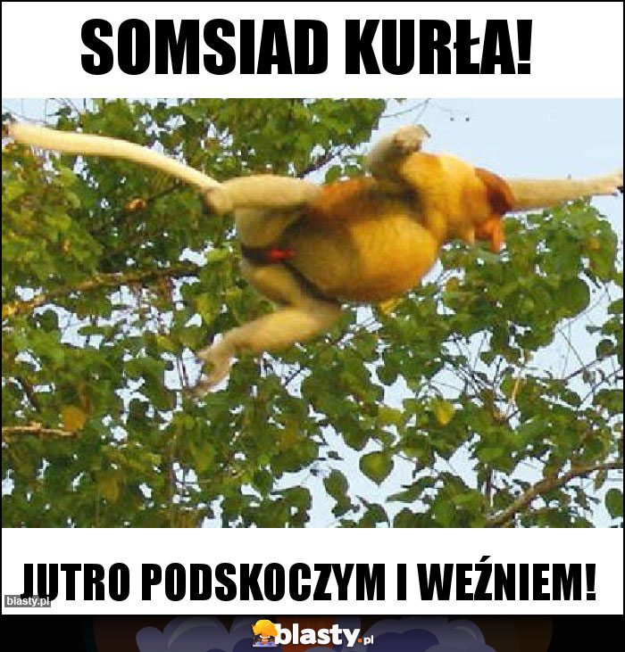 Somsiad kurła!