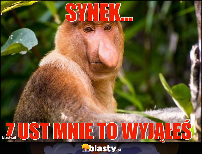 Synek...