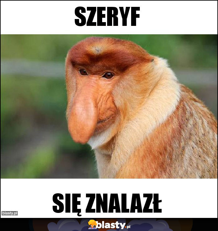 szeryf