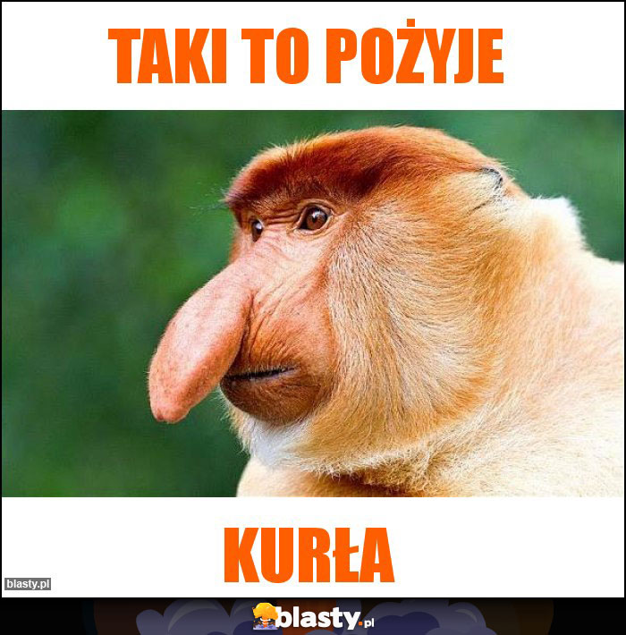 Taki to pożyje