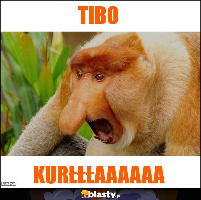 Tibo