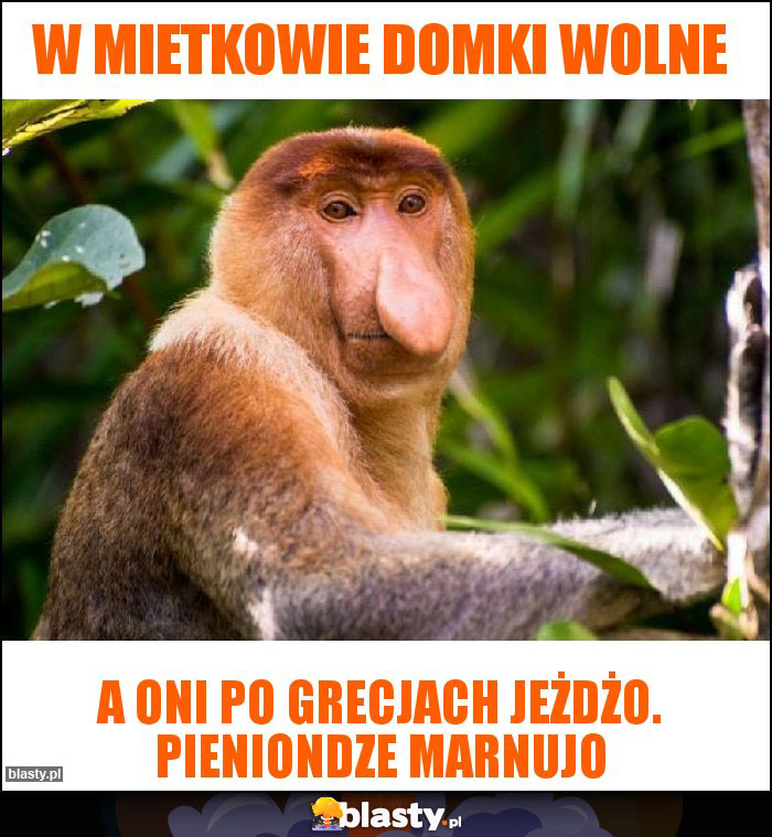 W mietkowie domki wolne