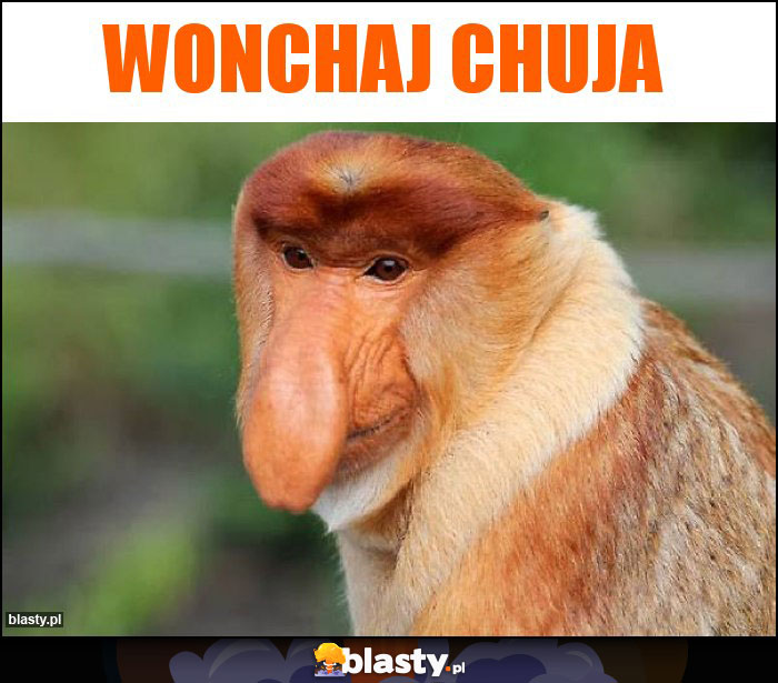 WONCHAJ CHUJA