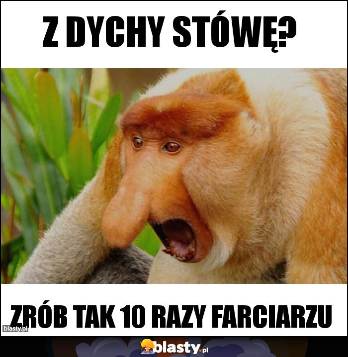 Z DYCHY STÓWĘ?