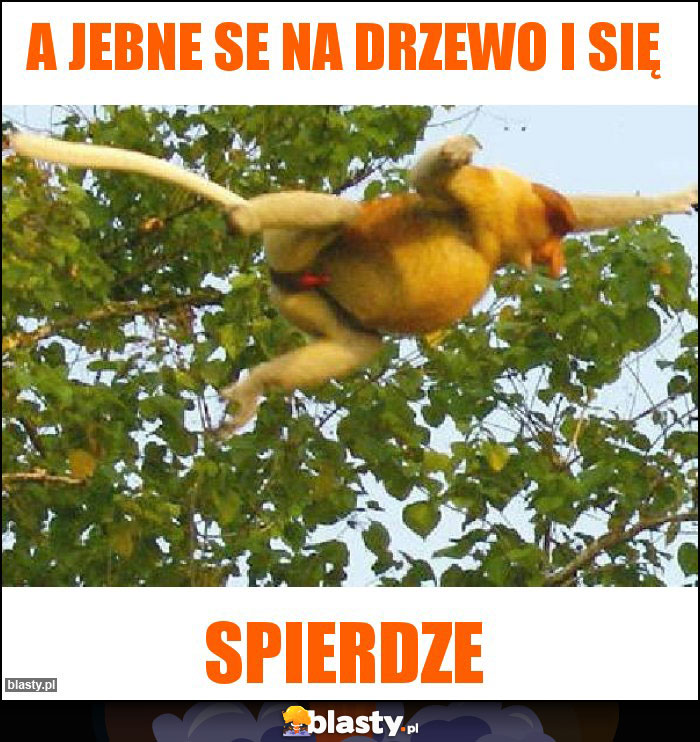 A jebne se na drzewo i się