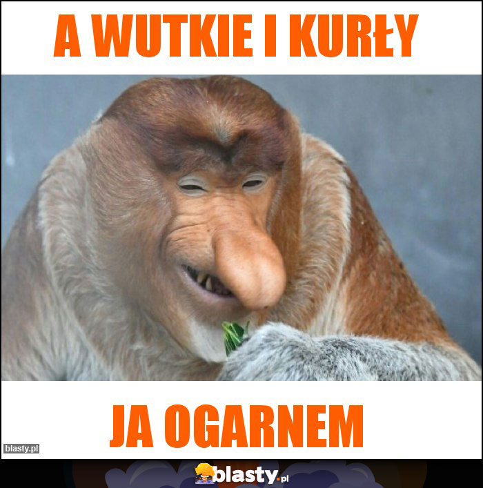 A wutkie i kurły