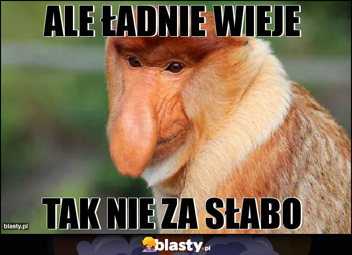 ale ładnie wieje