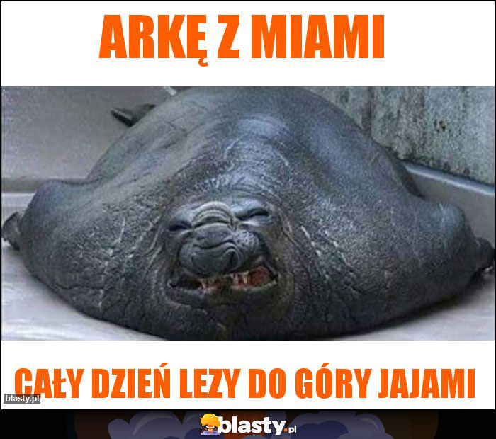 Arkę z miami